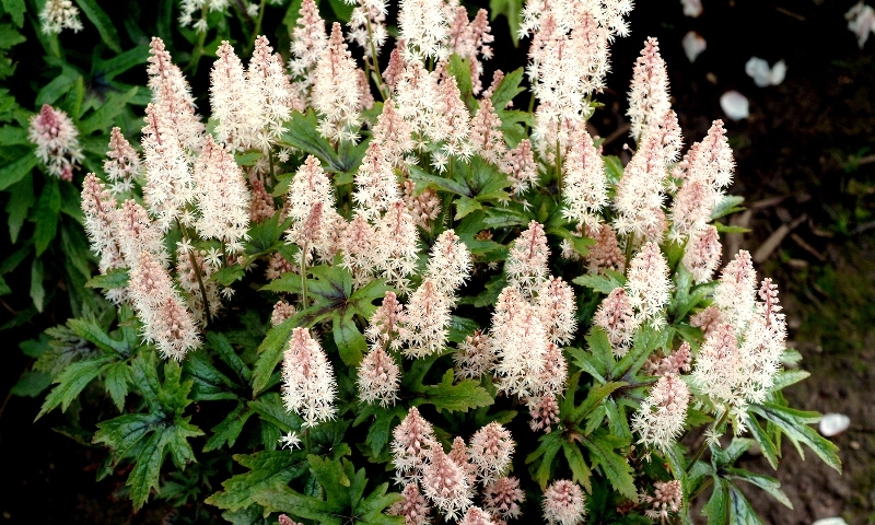 Tiarella Pink Skyrocket