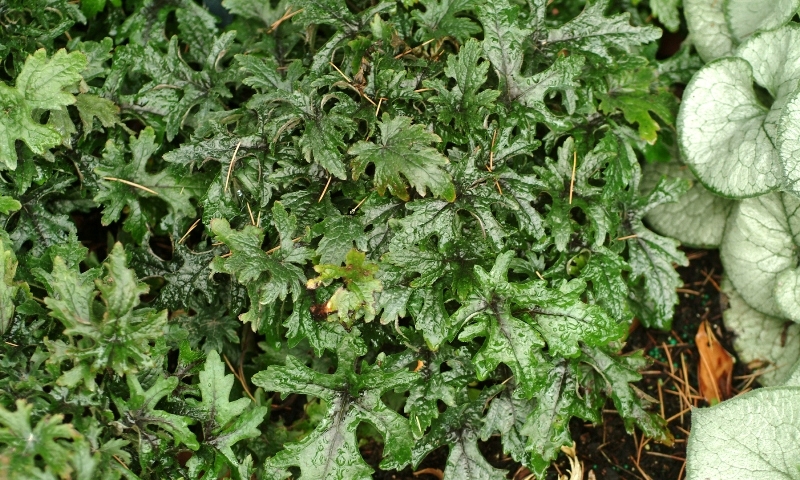 Tiarella Pink Skyrocket