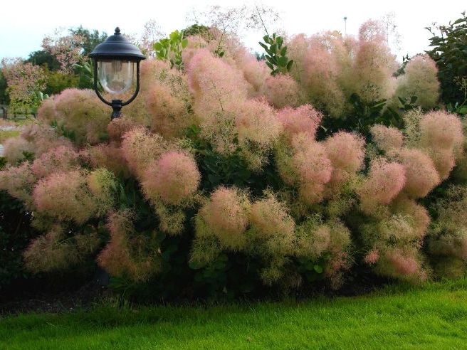 Cotinus