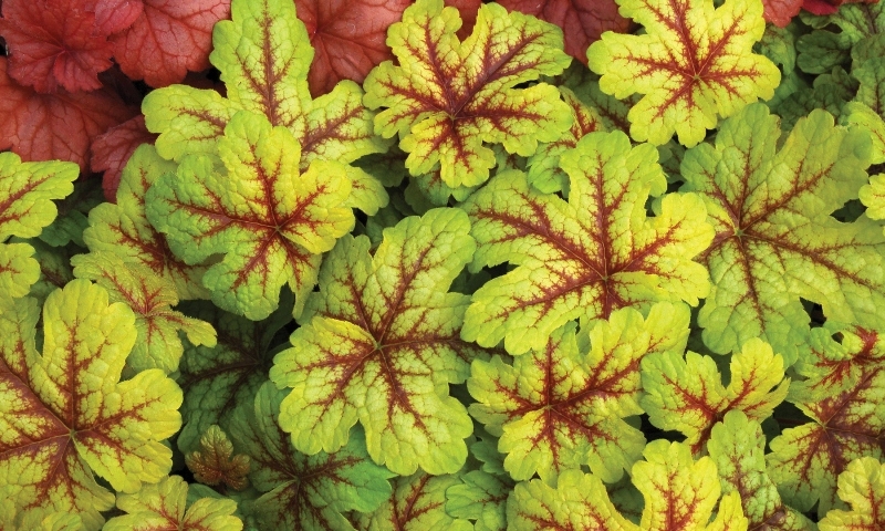 Heucherella Alabama Sunrise