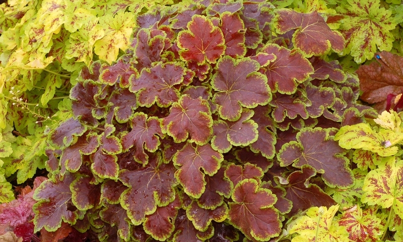 Heucherella Solar Eclipse