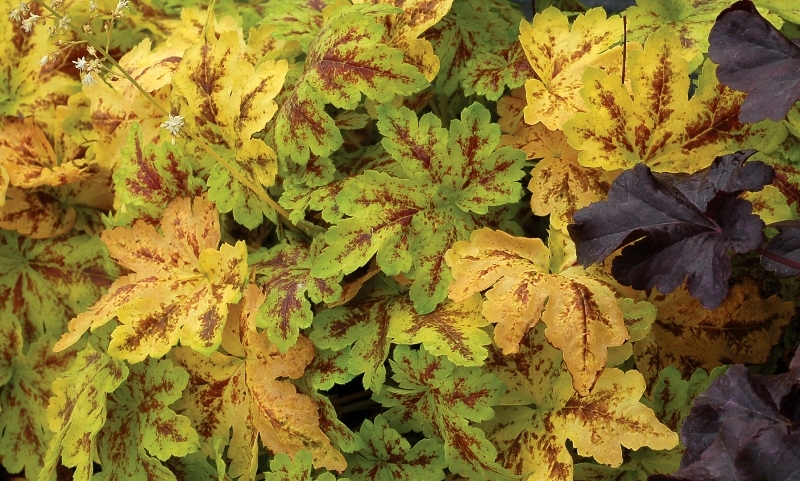 Heucherella Solar Power