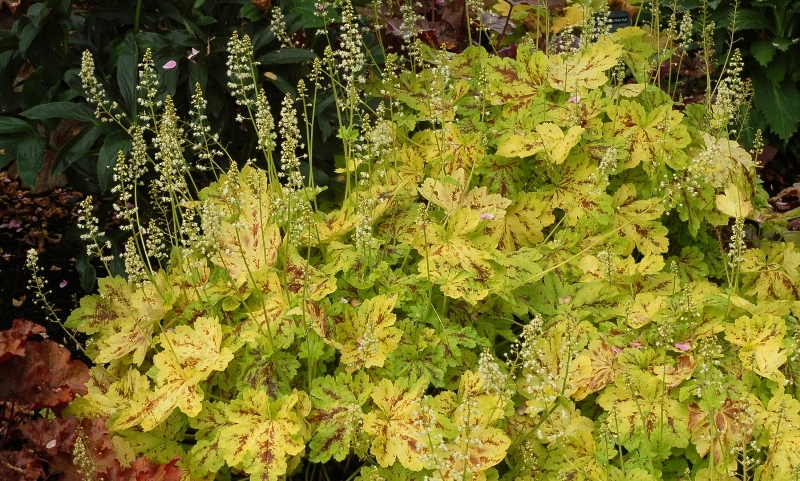 Heucherella Solar Power