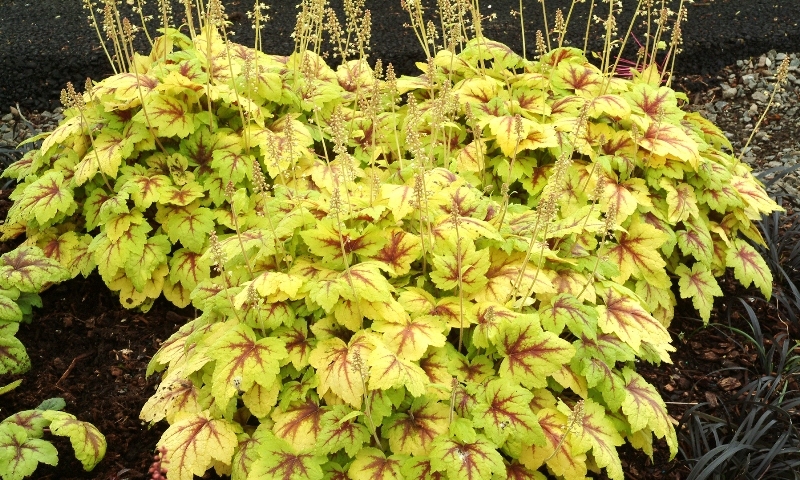 Heucherella Stoplight