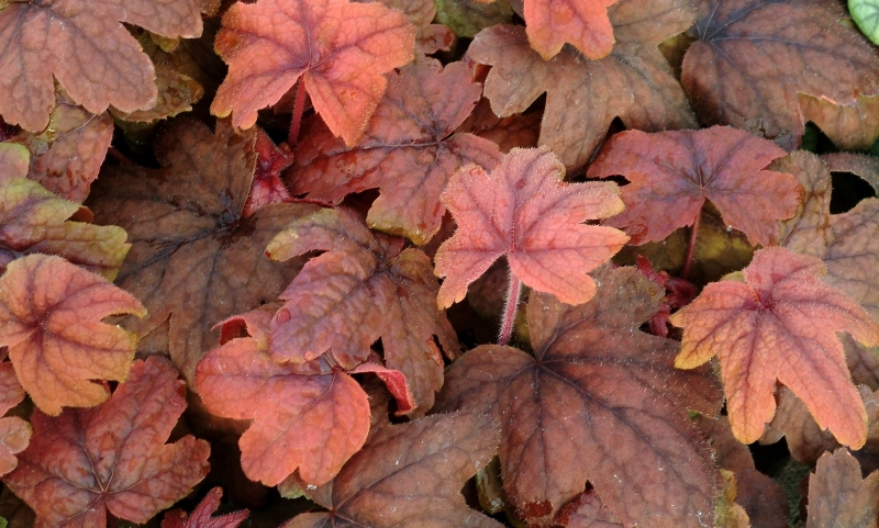 Heucherella Sweet Tea