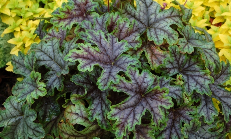 Heucherella Tapestry