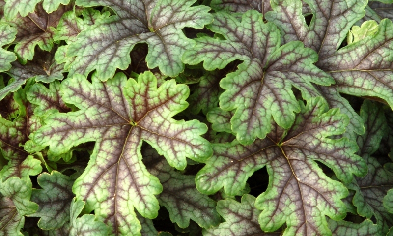 Heucherella Tapestry