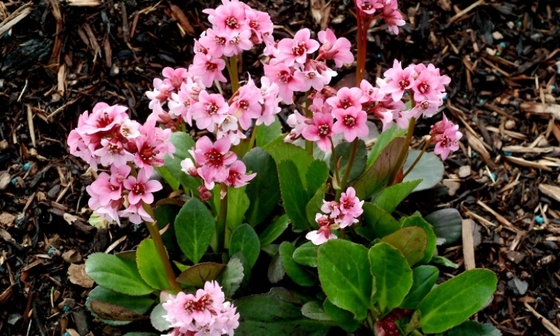 Bergenia Pink Dragonfly