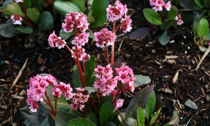 Bergenia Pink Dragonfly