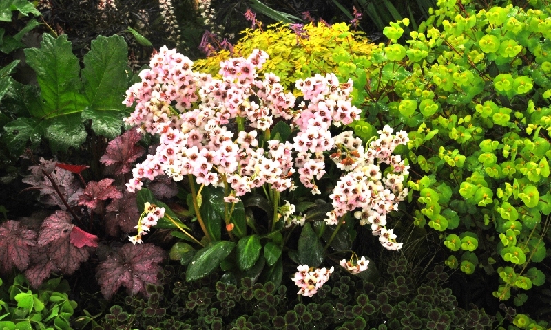 Bergenia Dragonfly™ Angel Kiss