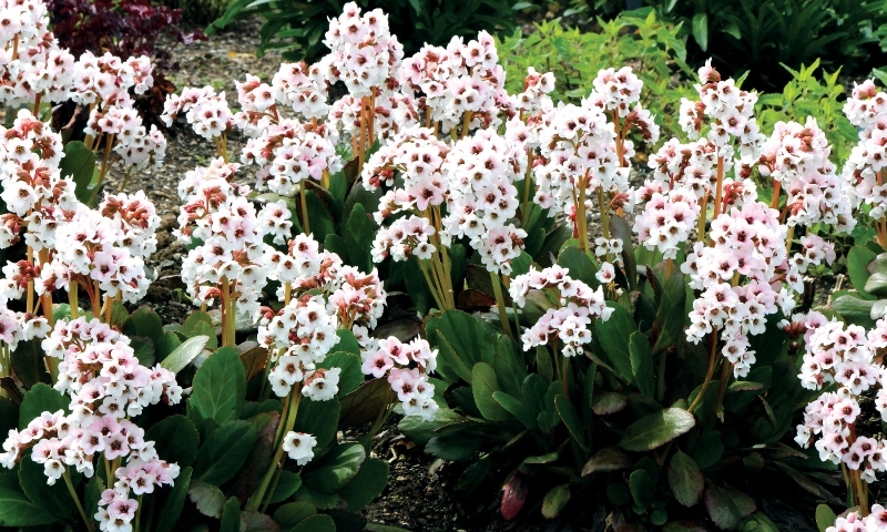 Bergenia Dragonfly™ Angel Kiss