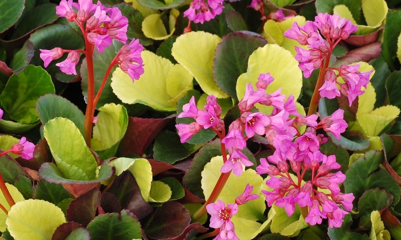 Bergenia Lunar Glow