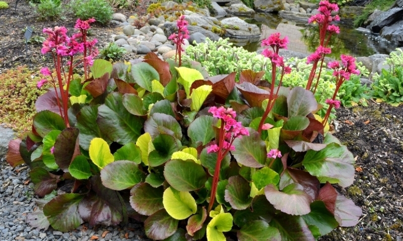 Bergenia Lunar Glow