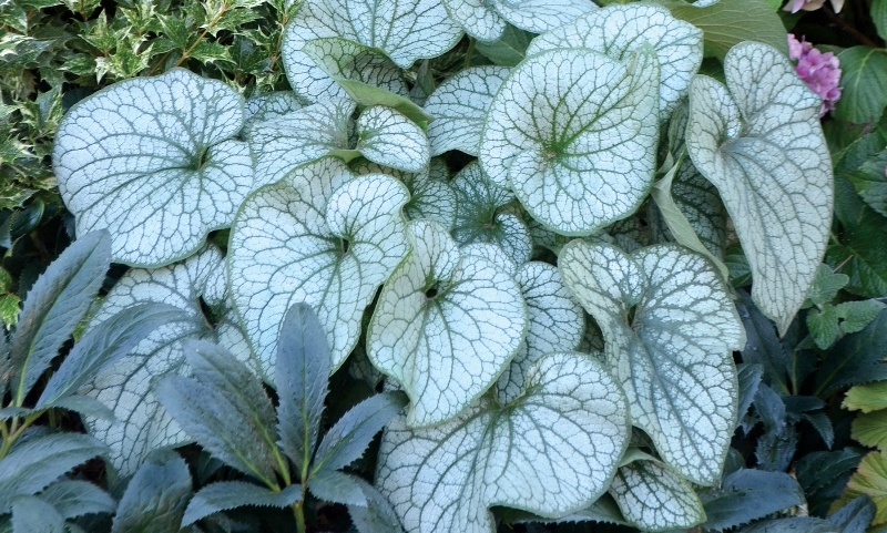 Brunnera Alexander's Great