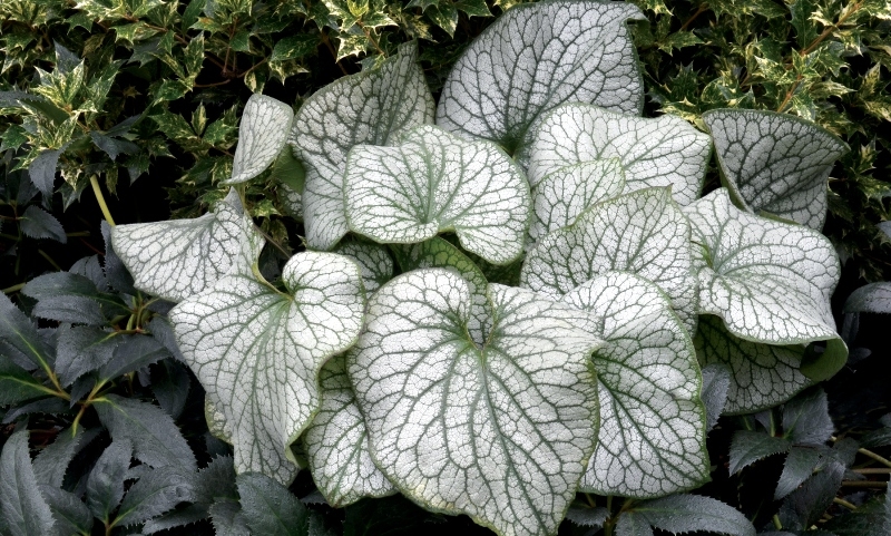 Brunnera Alexander's Great