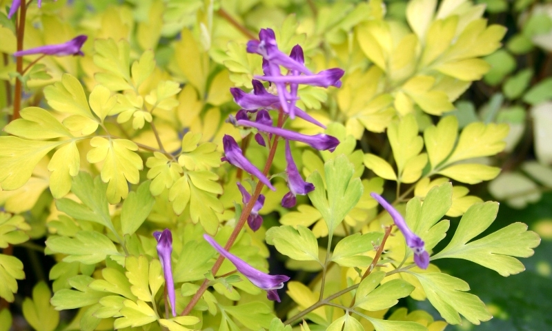 Corydalis Berry Exciting