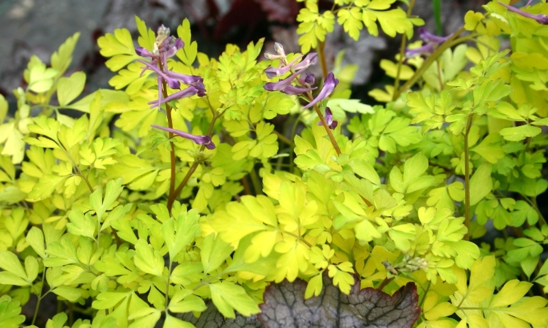 Corydalis Berry Exciting