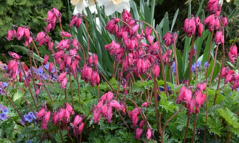 Dicentra Amore Rose