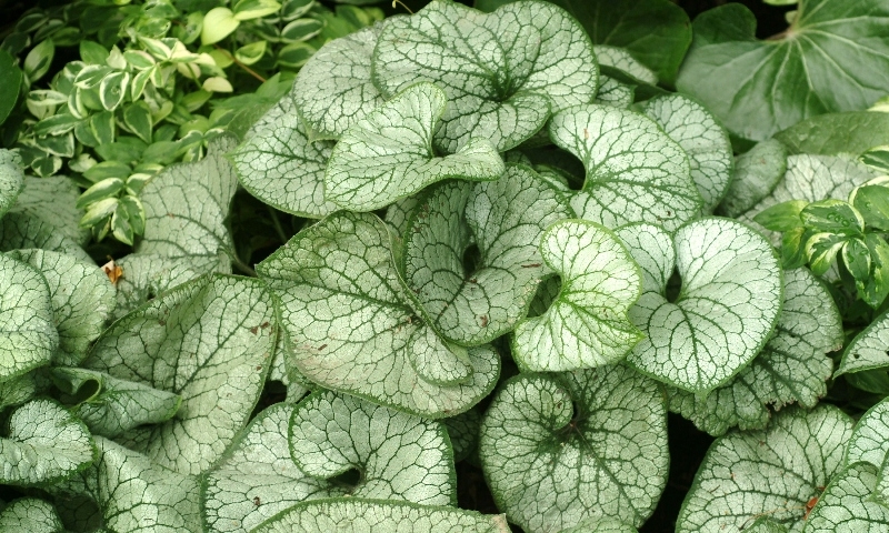 Brunnera