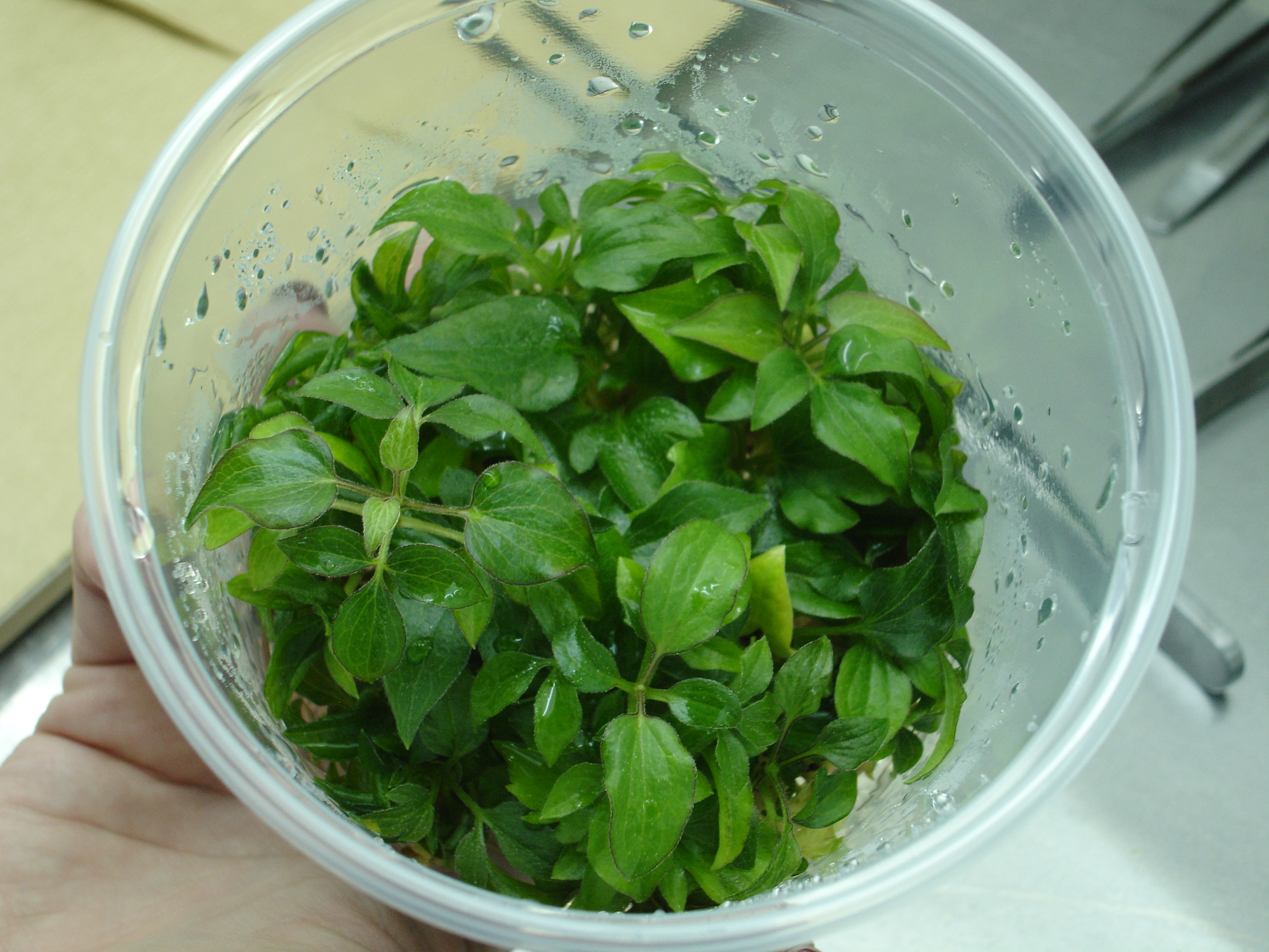 DSC05936.JPG